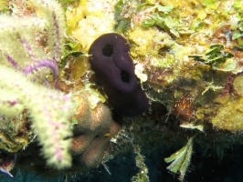 30 Reef Tunicate IMG 3932